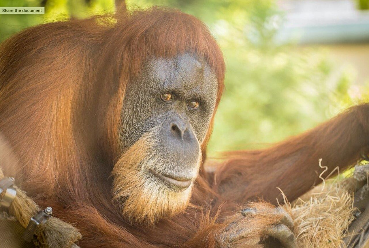 the world’s oldest orangutan has passed away at the age of 61