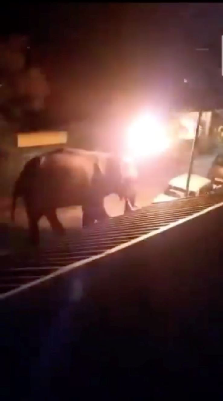 elephant dies after being hit with burning tyre thrown by villagers in india