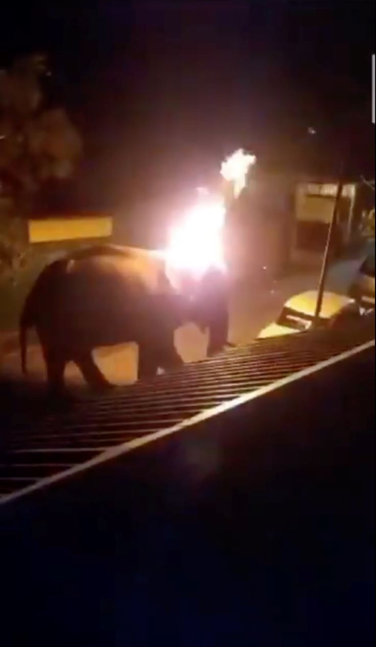 elephant dies after being hit with burning tyre thrown by villagers in india