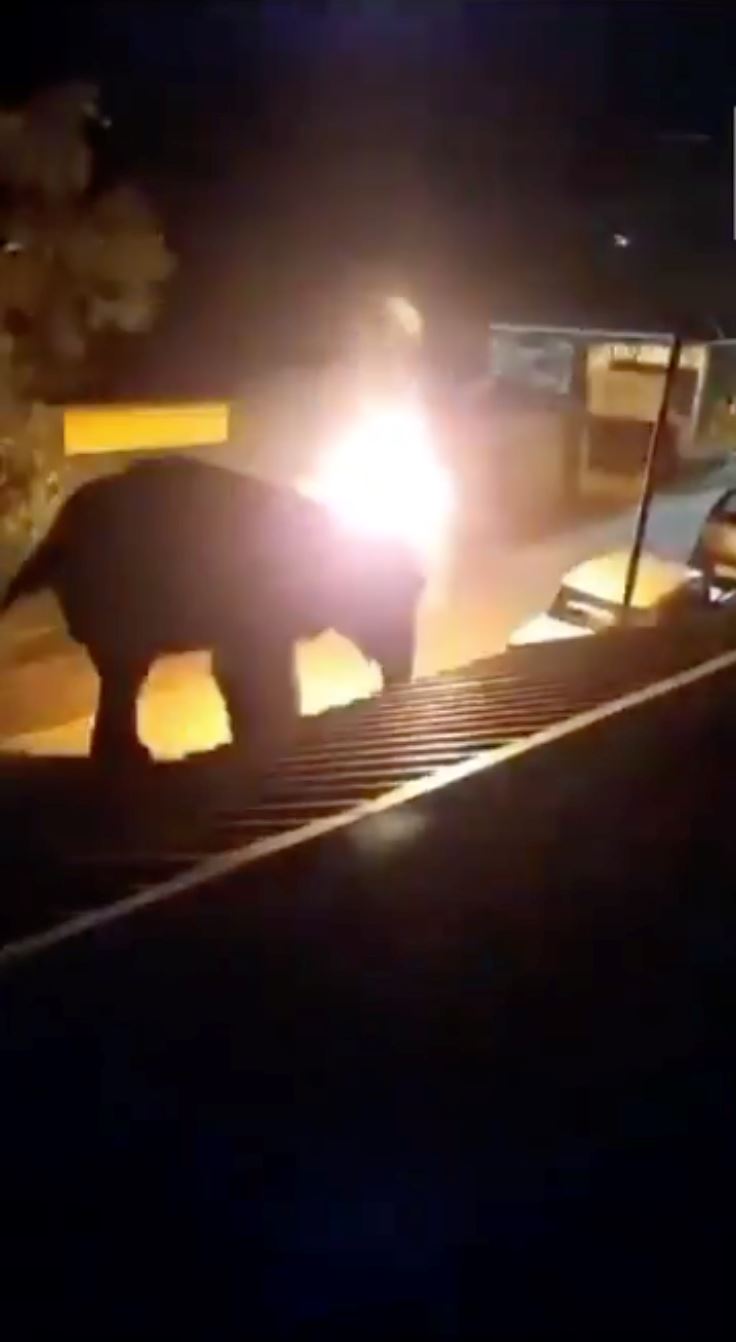 elephant dies after being hit with burning tyre thrown by villagers in india
