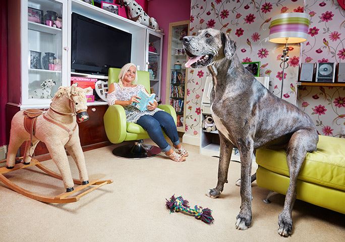world’s tallest dog who was 7ft 5in has passed away at 8yo