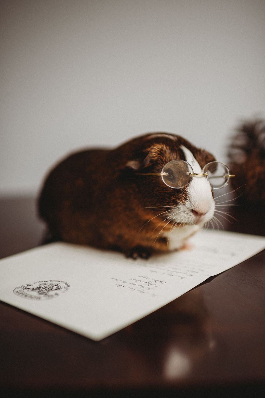 this guinea pig