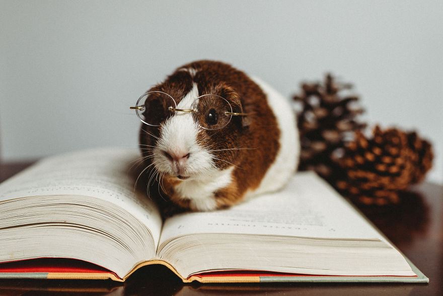 this guinea pig
