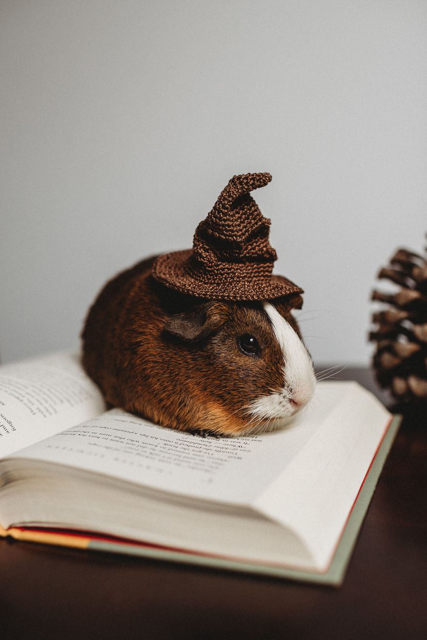 this guinea pig