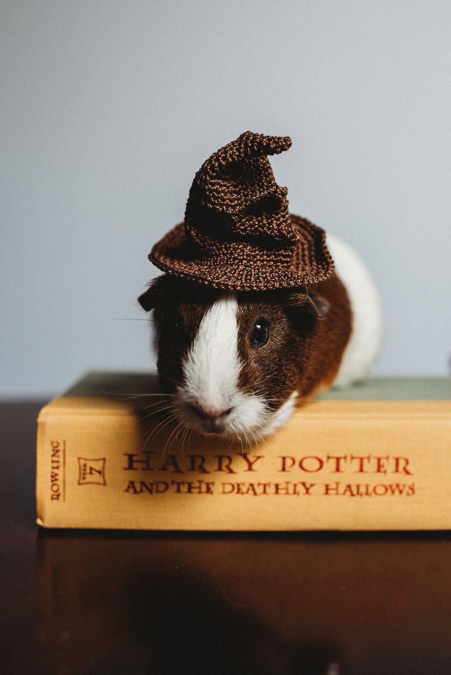 this guinea pig