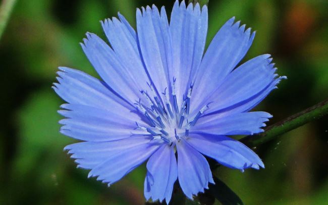 health fanatics are adding chicory to their coffee. here are 5 reasons why