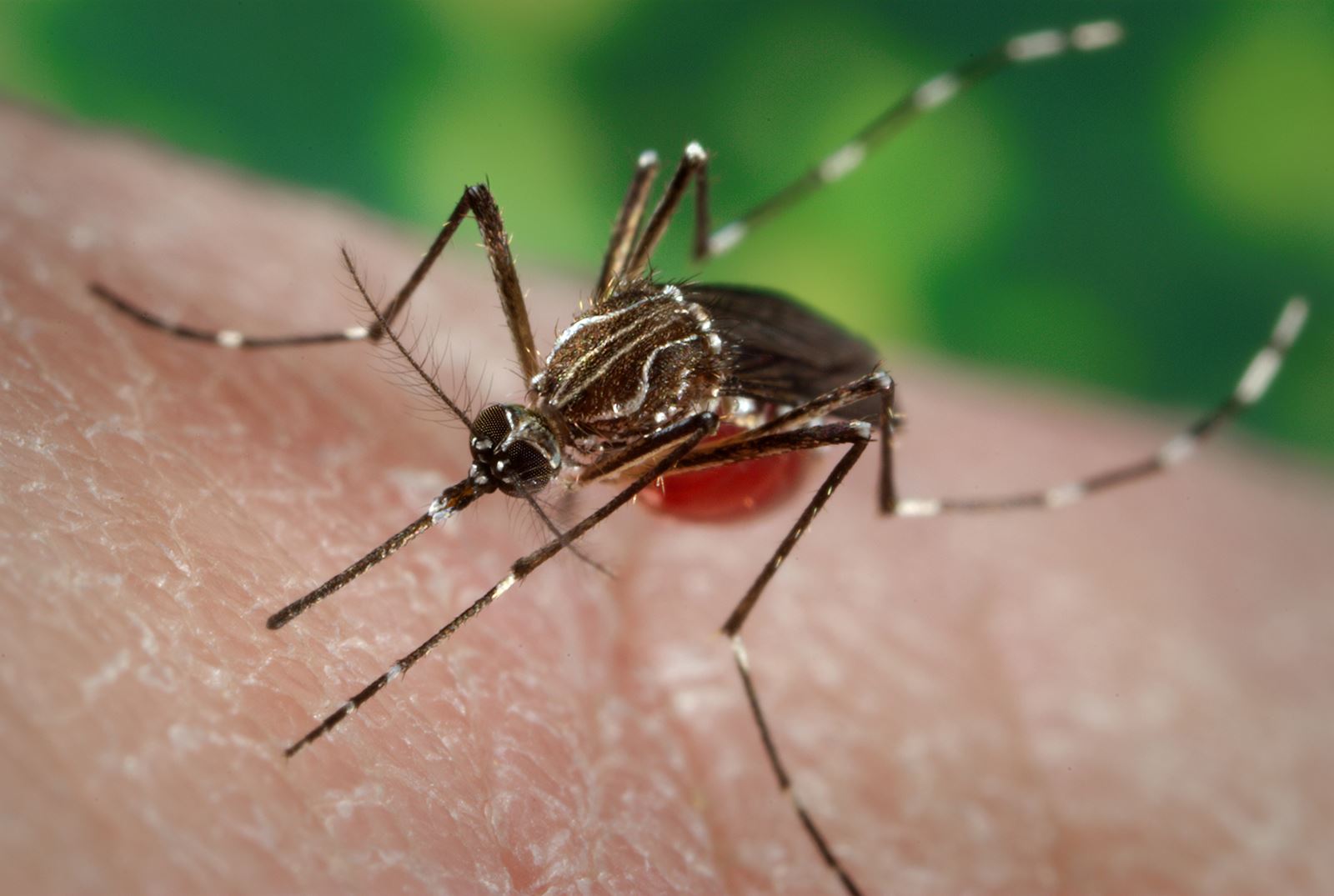 does dengue provide immunity against coronavirus?