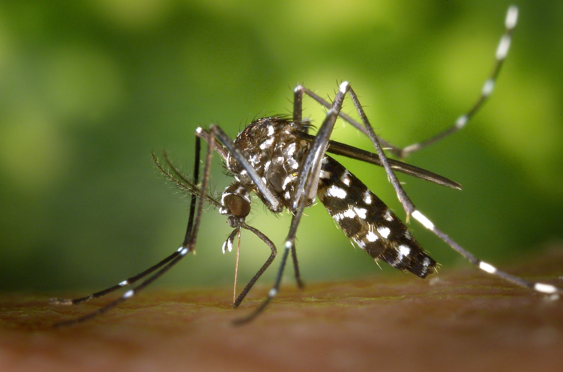 does dengue provide immunity against coronavirus?