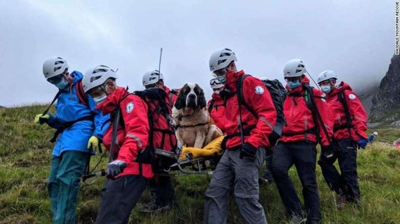 st bernard dog rescued from england’s tallest mountain