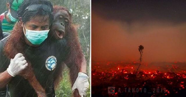 these 9 pictures show how devastating the haze season has been