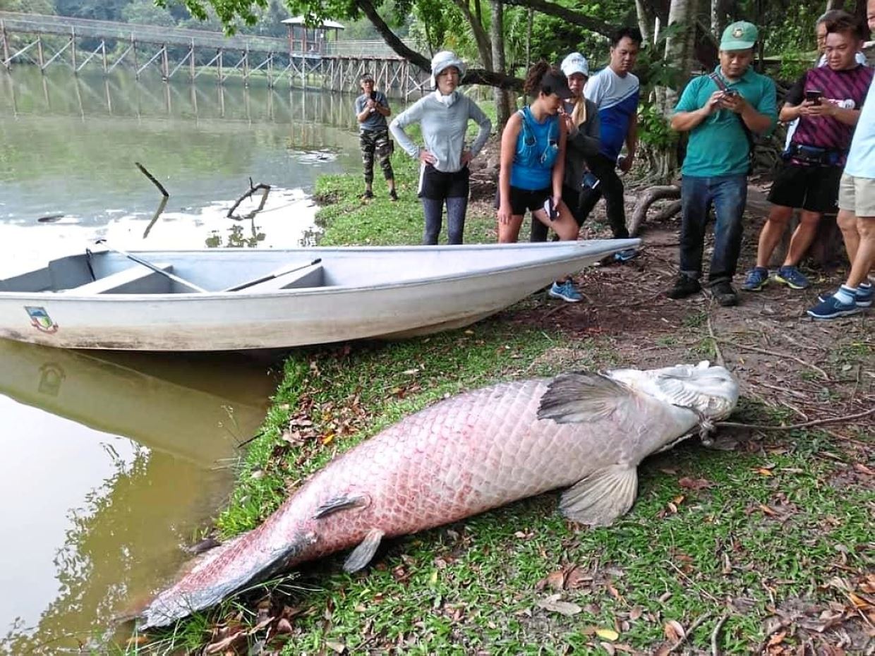 fish originating from the amazon surfaces in kota kinabalu lake