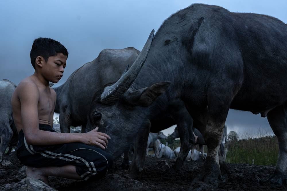 the famous kampung boy helps malaysian student to be shortlisted in prestigious photo awards
