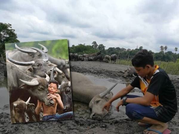 “malaysian mowgli” mourns the death of his buffaloes