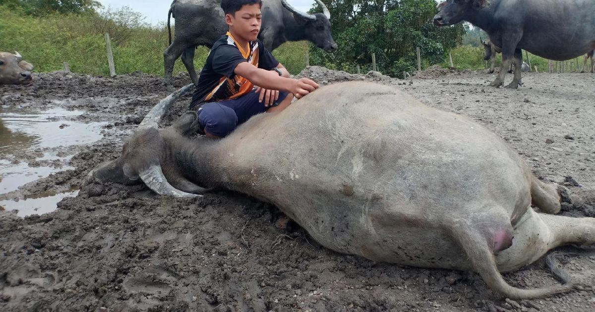 “malaysian mowgli” mourns the death of his buffaloes