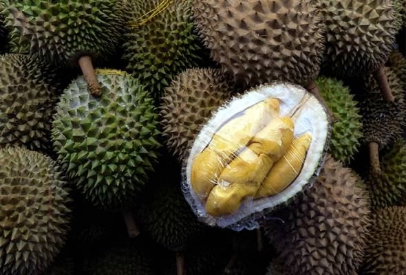 here are 5 things that will tell you if a durian is a “musang king”