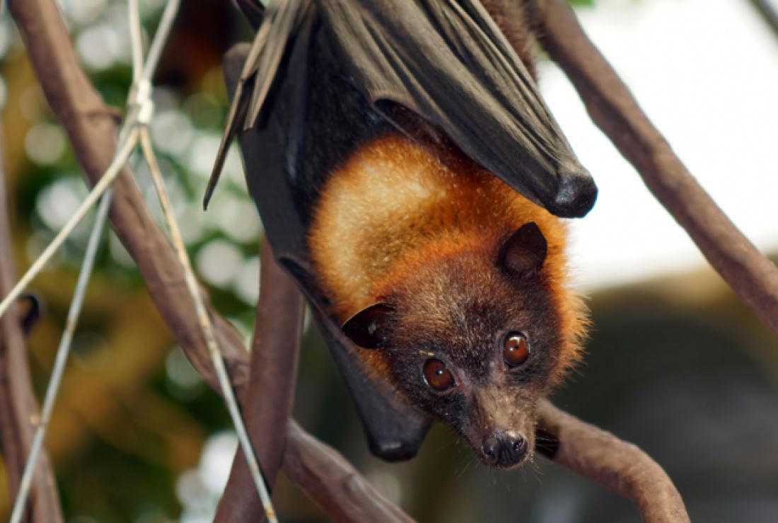 we may not have durians if not for these adorable animals
