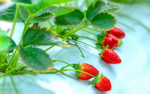 连明星也热衷的干细胞美容     你不可不知的“植物干细胞美容”