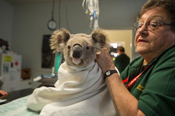澳洲野火烧不尽，无尾熊恐会在未来绝种！