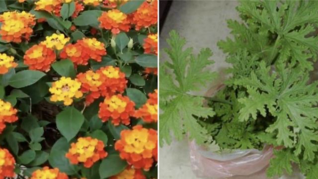 卫生局：家里种“五指花”或“鸡屎花”有驱蚊的功效