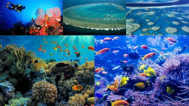 一生必游景点! 在澳洲大堡礁必做的 8件事！