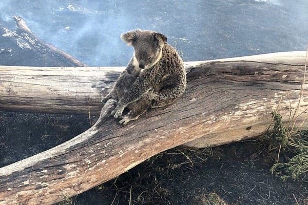 澳洲野火烧不尽，无尾熊恐会在未来绝种！