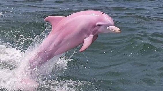 🇰🇭粉红海豚罕见出没❗现身柬埔寨高龙岛海域🐬