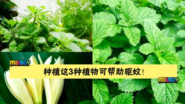 蚊子特怕这3种植物! 种它比点蚊香还管用!