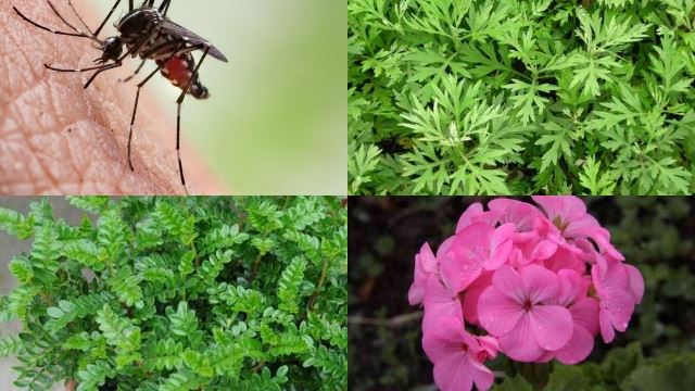 常被蚊子叮? 这5种盆栽蚊子嫌弃!