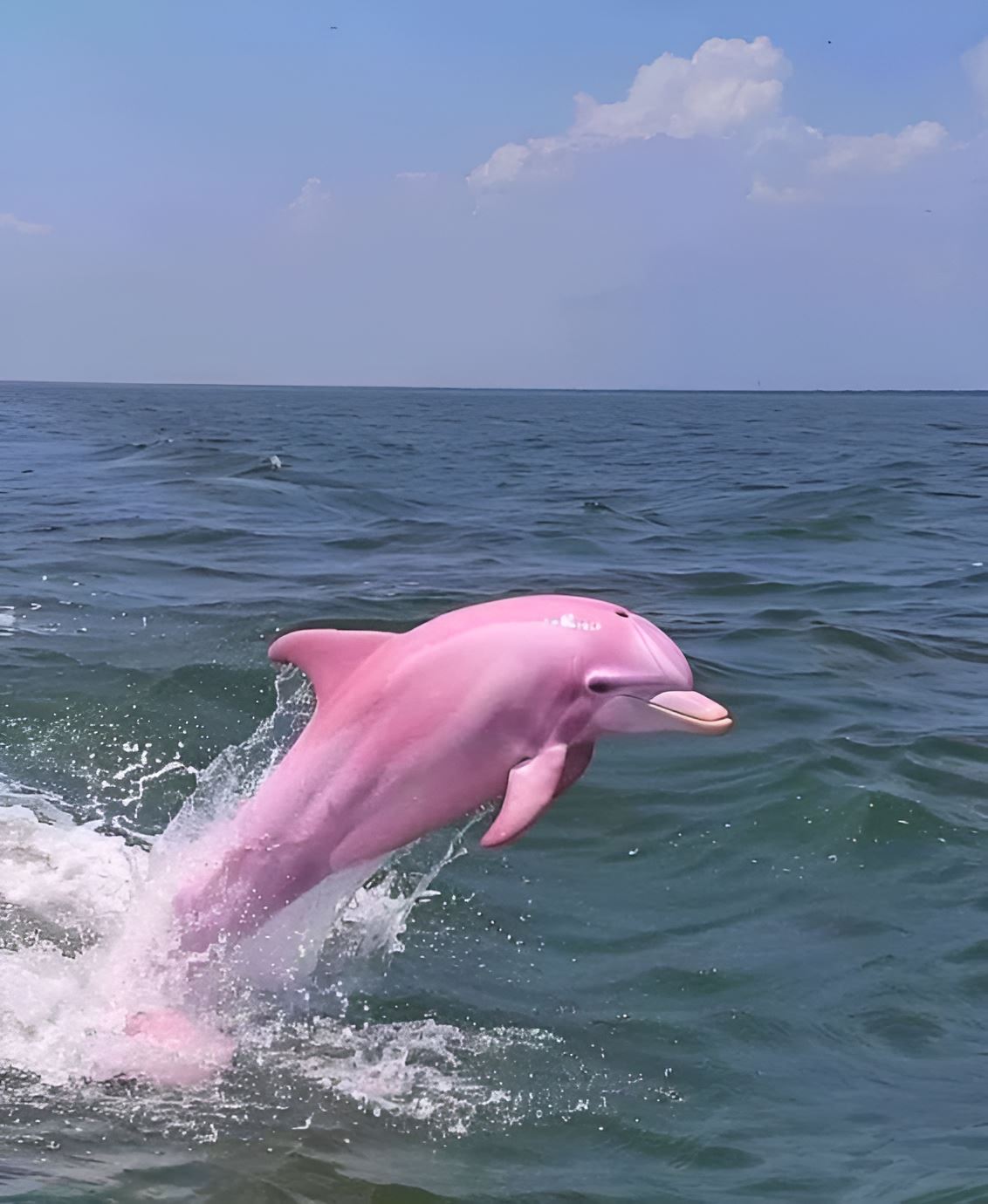 🇰🇭粉红海豚罕见出没❗现身柬埔寨高龙岛海域🐬