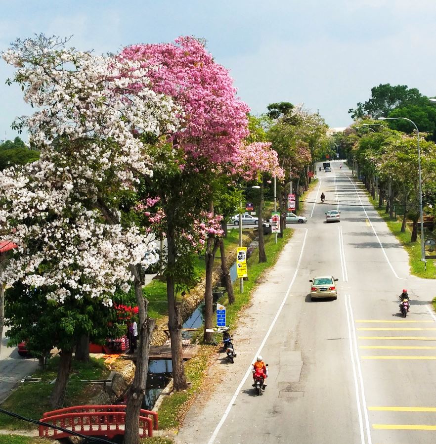 一起赏花去！在大马出现了美美的“樱花”（风铃木）