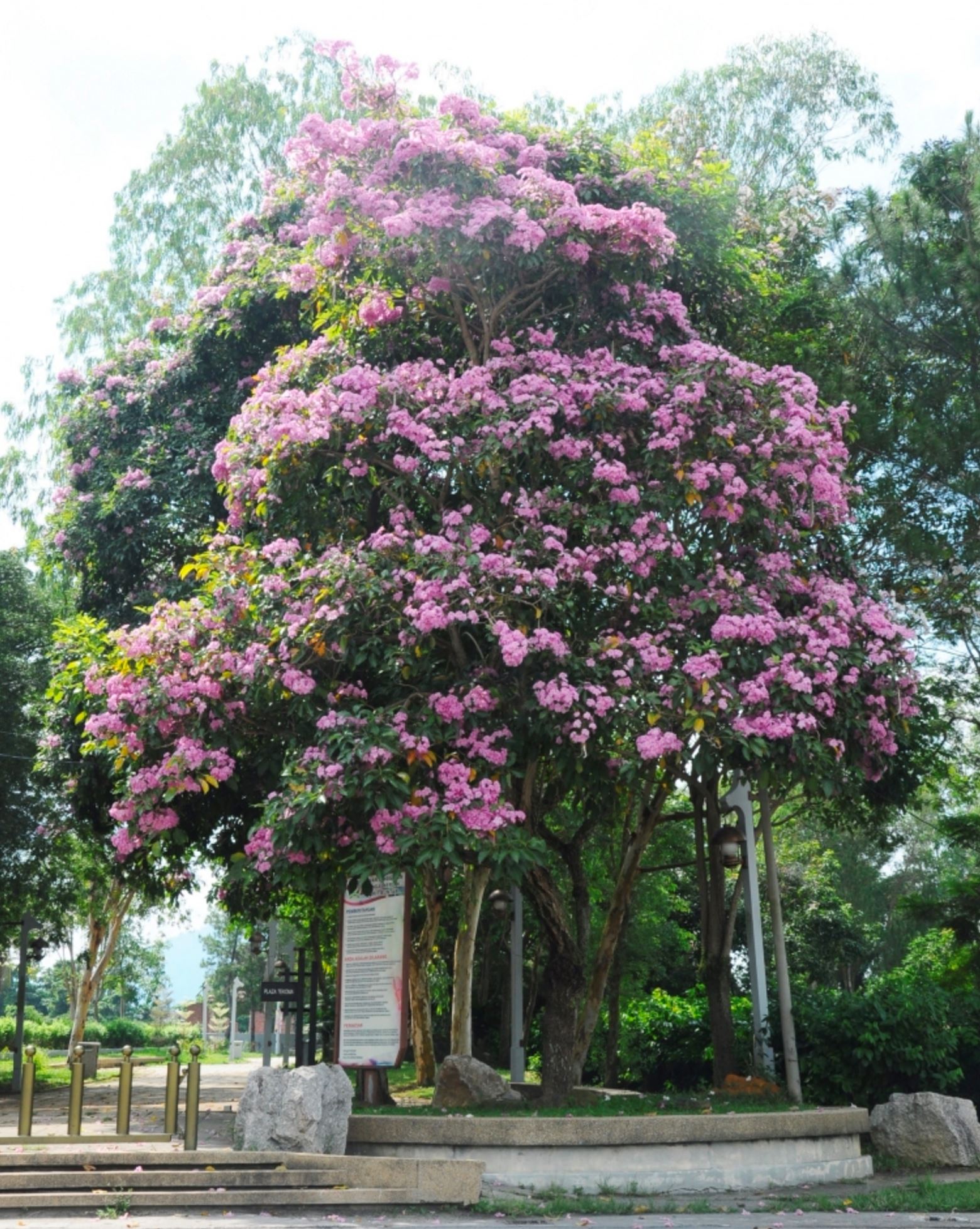 一起赏花去！在大马出现了美美的“樱花”（风铃木）