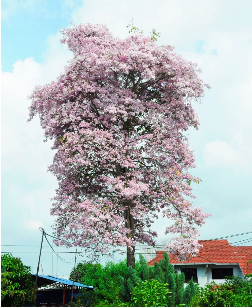 一起赏花去！在大马出现了美美的“樱花”（风铃木）