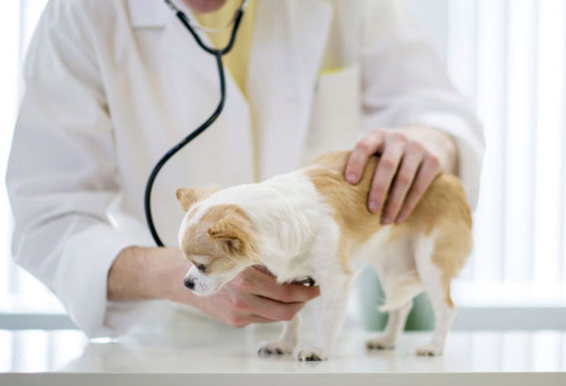 不再给家里的狗狗吃这些食物了!你知道为什么吗?