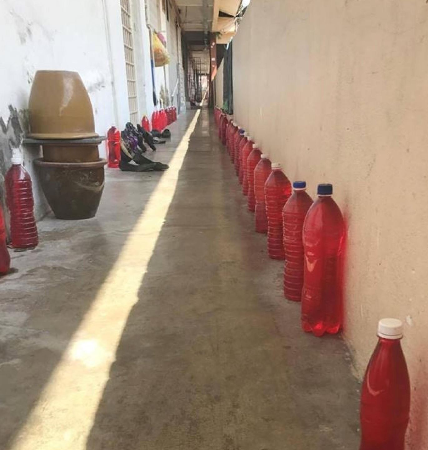 以后流浪猫不敢再出现你家！教你自制红色“赶猫水”！