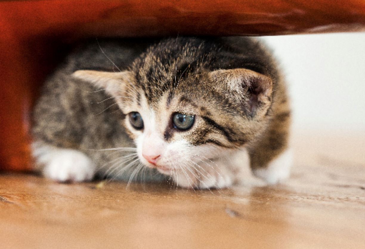 以后流浪猫不敢再出现你家！教你自制红色“赶猫水”！