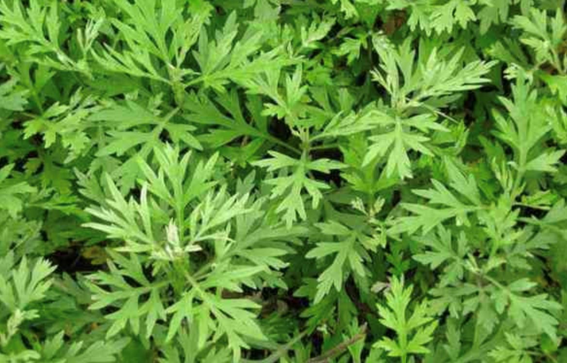 常被蚊子叮? 这5种盆栽蚊子嫌弃!