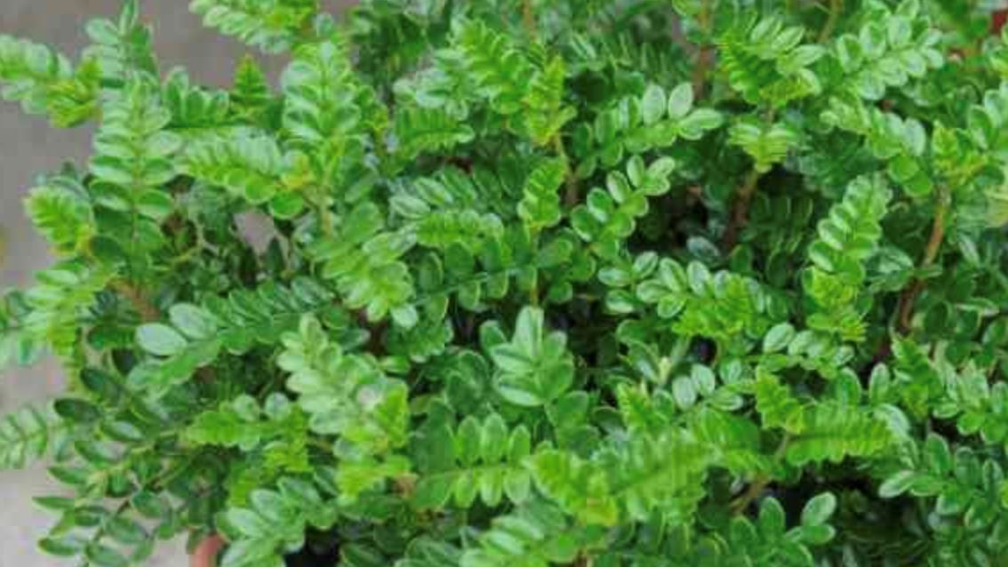 常被蚊子叮? 这5种盆栽蚊子嫌弃!