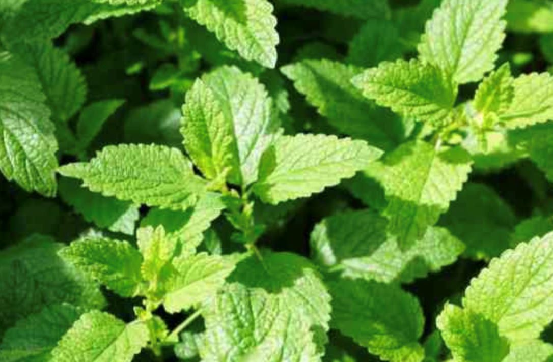 常被蚊子叮? 这5种盆栽蚊子嫌弃!