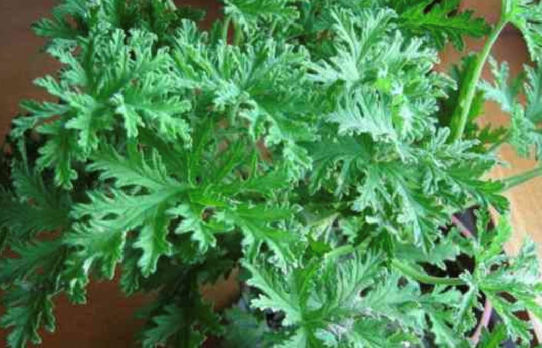 常被蚊子叮? 这5种盆栽蚊子嫌弃!