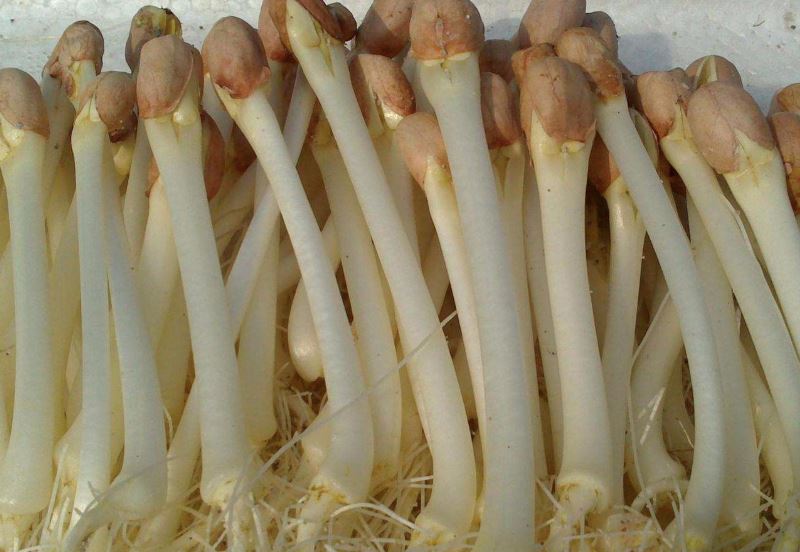 吃什么抗衰老? 这7种芽菜抗衰老助消化!