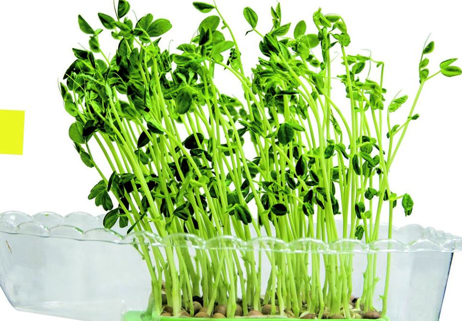 吃什么抗衰老? 这7种芽菜抗衰老助消化!