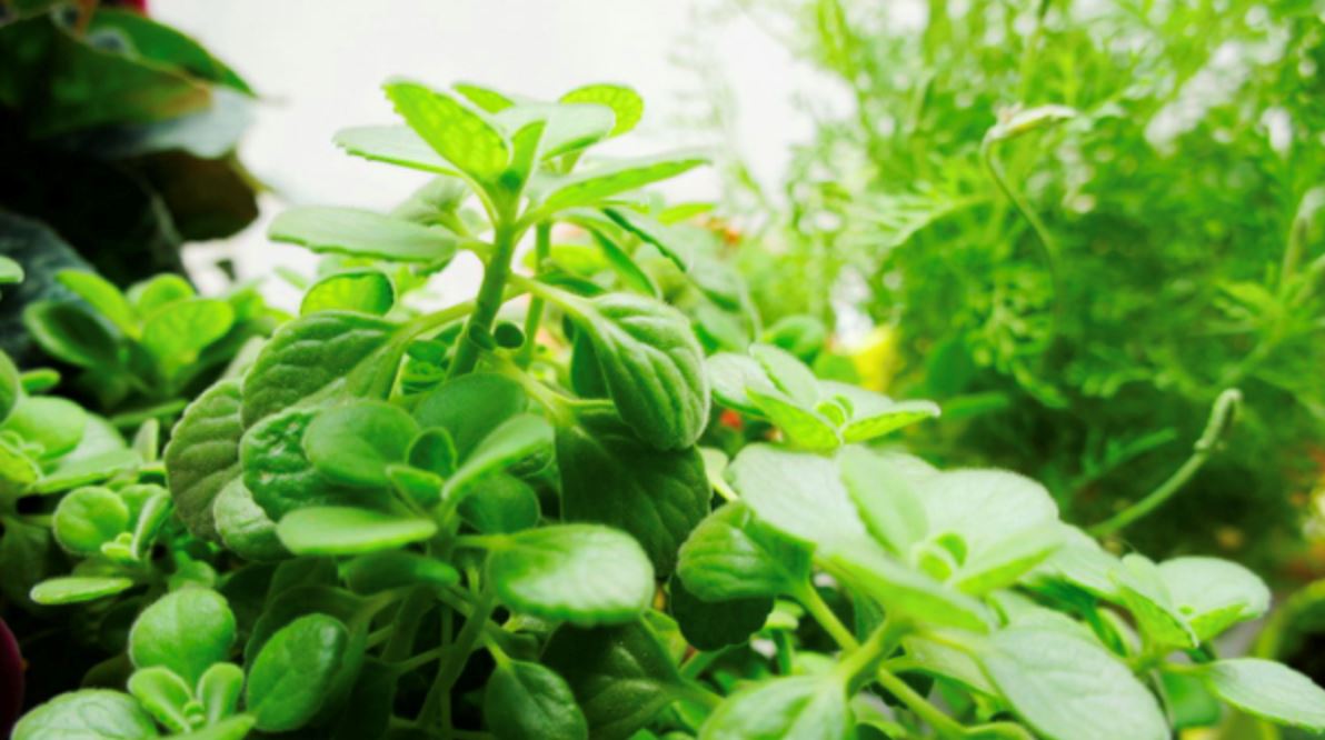 蚊子特怕这3种植物! 比点蚊香还管用!