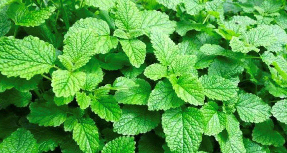 蚊子特怕这3种植物! 比点蚊香还管用!