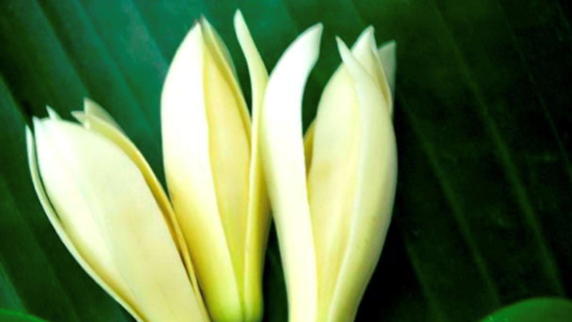 蚊子特怕这3种植物! 比点蚊香还管用!