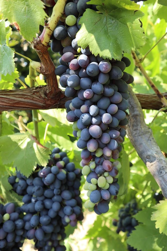 水果的颜色五彩斑斓 不同颜色水果富含的营养也有异