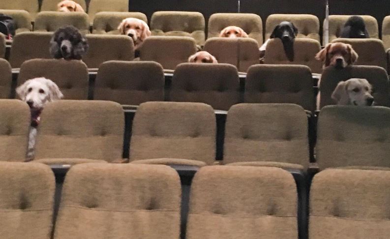 this photo of service dogs patiently watching theatre is so adorable that we can’t stop thinking about it! 