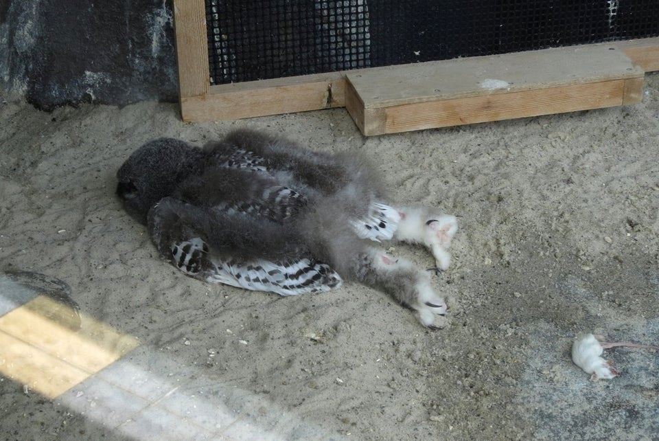 so apparently baby owls sleep facing down and it’s just too cute