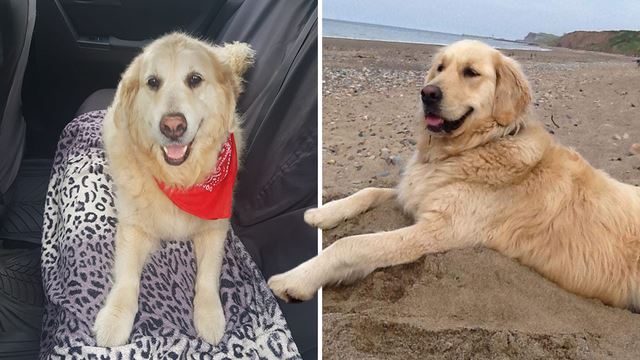 Kind-Hearted Cab Driver Gives This Doggo Free Rides To Its Favourite Place