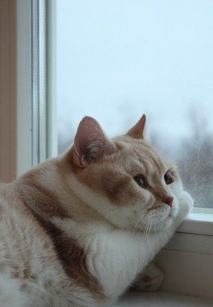 猫奴们记住了!盘点10个人类对猫的误解!