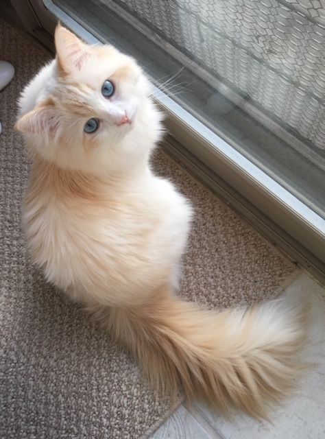 猫奴们记住了!盘点10个人类对猫的误解!